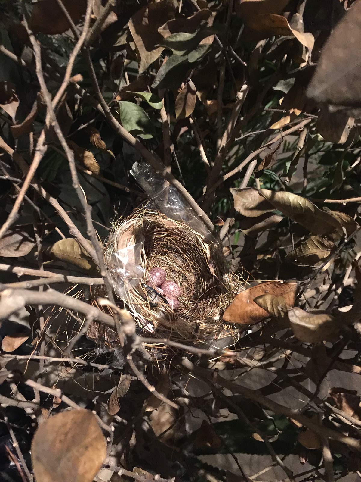 ���� ���в���/1396�O/������